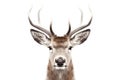 Isolated Deer Head Illustration on Transparent Background, Generative Ai Royalty Free Stock Photo