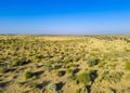 isolated desert landscape with small wild bush and bright blue sky at morning