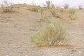 Isolated desert plants (Retama sphaerocarpa) Royalty Free Stock Photo