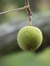 Isolated Detail of a Black Walnut Tree`s Nut Hanging on a Bare Branch with Spider Web