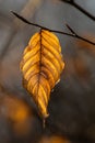 Isolated detail of a brown leaf on a tree in autumn as a background for mood