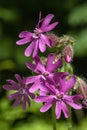 Close up Detail of a Group of Red Campion Flowers (Silene dioica) In Spring