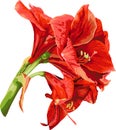 Isolated detailed image of amaryllis flower on a