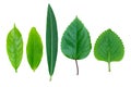 Isolated different kinds of green leaf plant on white background, close up variety shape of leaf plant
