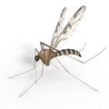 Isolated Digital Mosquito