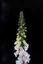 Isolated Digitalis or foxgloves flowers on black background