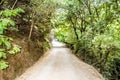 Isolated Dirt Road Passes Through the Forest in Chania, Crete Island, Greece. Walking Trail Passing Through Dense Trees Royalty Free Stock Photo