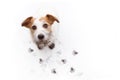 ISOLATED DIRTY JACK RUSSELL DOG, AFTER PLAY IN A MUD PUDDLE WITH PAW PRINTS AGAINST WHITE BACKGROUND. HIGH ANGLE VIEW
