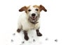 ISOLATED DIRTY JACK RUSSELL DOG, AFTER PLAY IN A MUD PUDDLE WITH PAWPRINTS AGAINST WHITE BACKGROUND