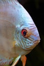 Isolated Discus Fish Head Portrait Royalty Free Stock Photo