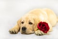 Isolated dog. Golden puppy with red rose, looking up on white background Royalty Free Stock Photo