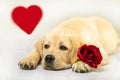 Isolated dog with heart. Golden puppy with red rose, looking up on white background Royalty Free Stock Photo