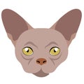 Donskoy cat avatar. Cat breeds