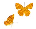 Isolated dorsal and side view of common maplet Chersonesia risa
