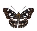 Isolated dorsal view of Black-veined sergeant butterfly & x28; Athyma