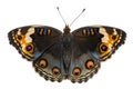 Isolated dorsal view of blue pansy butterfly Junonia orithya L