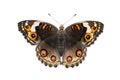 Isolated dorsal view of female blue pansy butterfly Junonia or