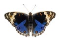 Isolated dorsal view of male blue pansy butterfly Junonia orit