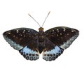 Isolated dorsal view of male Common Archduke butterfly Lexias