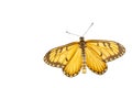 Isolated dorsal view of yellow coster butterfly Acraea issoria