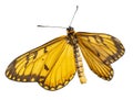 Isolated dorsal view of yellow coster butterfly Acraea issoria