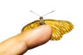 Isolated dorsal view of yellow coster butterfly Acraea issoria