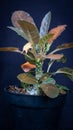 Isolated Dorstenia foetida on dark background.