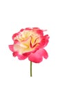 Isolated Double Delight Hybrid Tea Rose