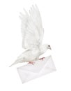 Isolated dove carrying light envelope