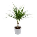 Isolated Dracena