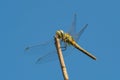 Isolated dragonfly with blue skies as background