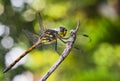 Isolated dragonfly