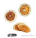 Isolated dried orange slices on a white background. Realistic watercolor illustrations. Watercolour christmas food