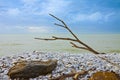 Isolated driftwood in a white pebble beach against a cloudy sky Royalty Free Stock Photo