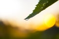 Isolated drinking Water Droplet hanging from a Leaf in Nature with a sunny warm Background, Metaphor for Purity and Health