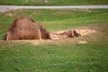 Isolated dromedary is resting on the grass