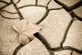 Isolated dry leaf on dry ground - toned image Royalty Free Stock Photo