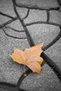 Isolated dry leaf on dry ground Royalty Free Stock Photo