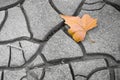 Isolated dry leaf on the ground - concept image Royalty Free Stock Photo