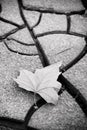 Isolated dry leaf on the ground - concept image Royalty Free Stock Photo