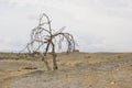 Isolated dry tree in a desert.