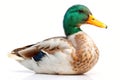 Isolated duck against pure white background Royalty Free Stock Photo