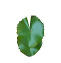 Isolated dusty water lily leaves with clipping paths