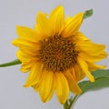 Isolated dwarf sunflower plant