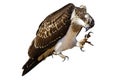 Isolated eagle Osprey. White background. Royalty Free Stock Photo