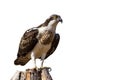 Isolated eagle Osprey. White background. Royalty Free Stock Photo