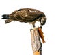 Isolated eagle Osprey. White background. Royalty Free Stock Photo