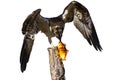 Isolated eagle Osprey. White background. Royalty Free Stock Photo