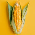 Isolated Ear of Corn with Vibrant Bright Yellow Kernels on Cob Against a Yellow Plain Background Royalty Free Stock Photo