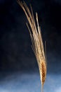 isolated ear of wheat on black background Royalty Free Stock Photo